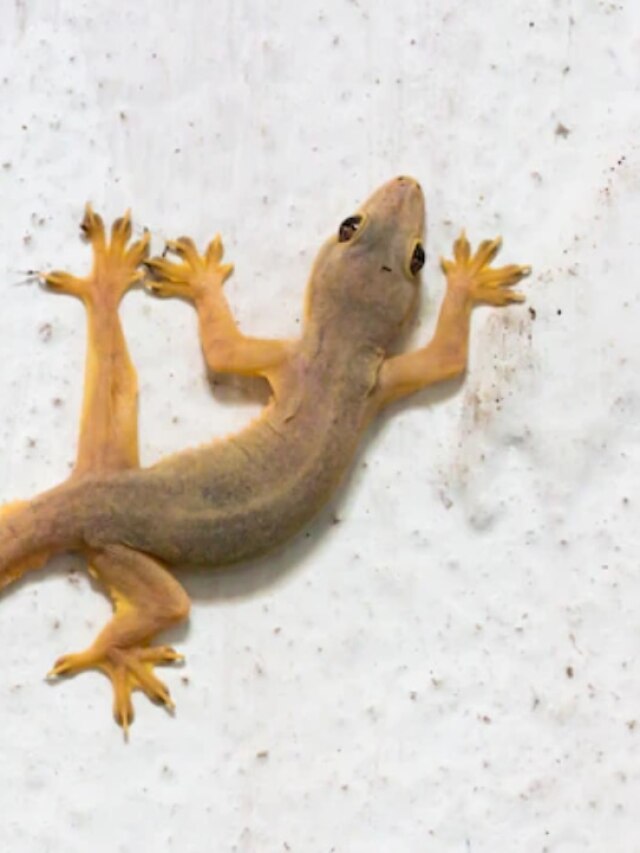 বাড়িতে লেজ কাটা টিকটিকি দেখে ফেলেছেন? কীসের ইঙ্গিত জানুন