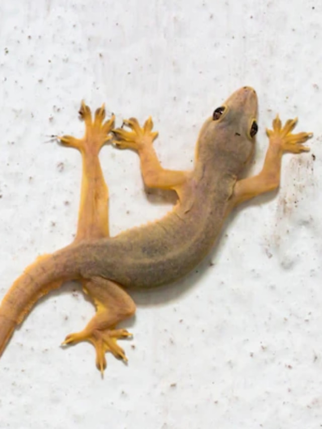 গা ঘিনঘিন করা টিকটিকি বিদায় নেবে, জেনে রাখুন এই ৩ টোটকা