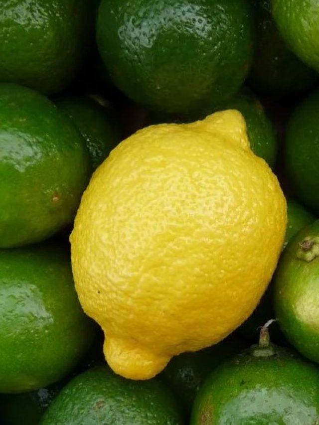 রসে টইটম্বুর নাকি শুকনো খটখটে, পাতিলেবু চিনবেন কী করে?