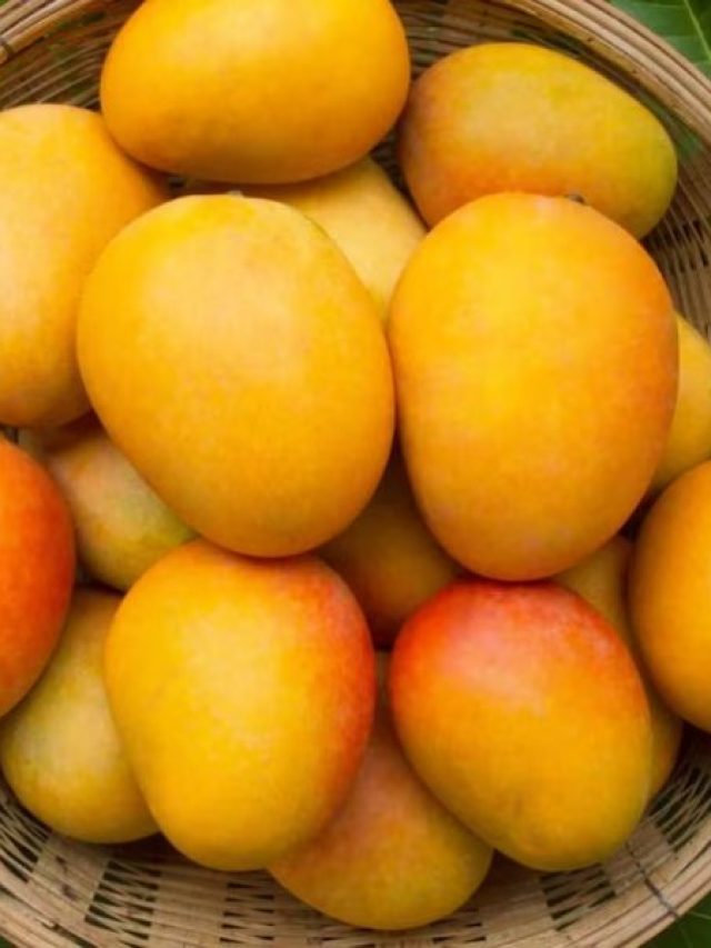 পাকা আম খেলেই অক্কা যাবেন, এঁদের জন্য বিষ আম, কারা জানুন