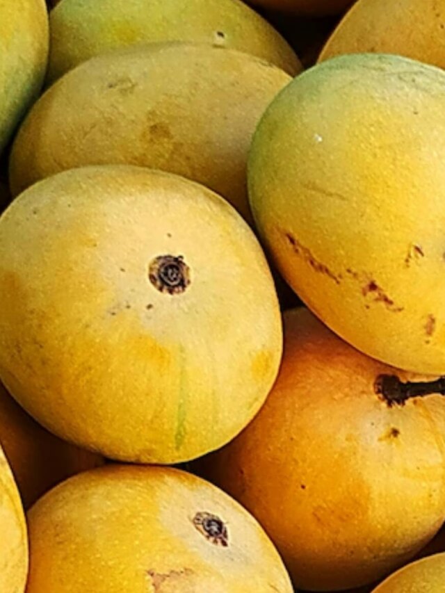 এই ট্রিকসে বাইরে থেকেই বুঝুন আম কার্বাইডে না গাছে পাকা?