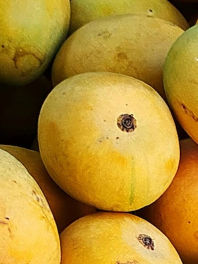 গাছপাকা হিমসাগর চেনার এটাই সঠিক পদ্ধতি, ফল ব্যবসায়ীর ৫ টিপস