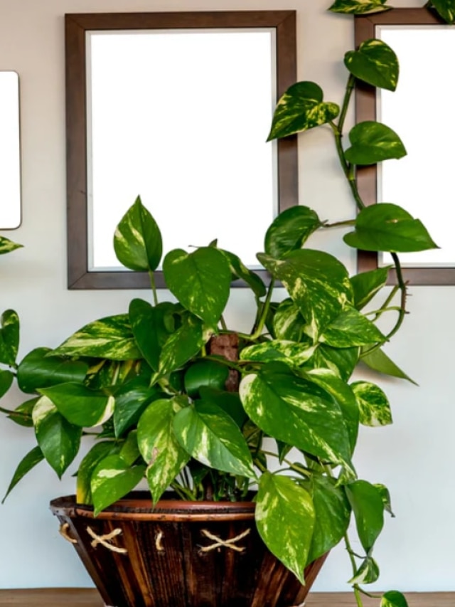 হলুদ হয়ে যাওয়া মানি প্ল্যান্টের পাতা সবুজ হবে এই একটা হ্যাকশেই