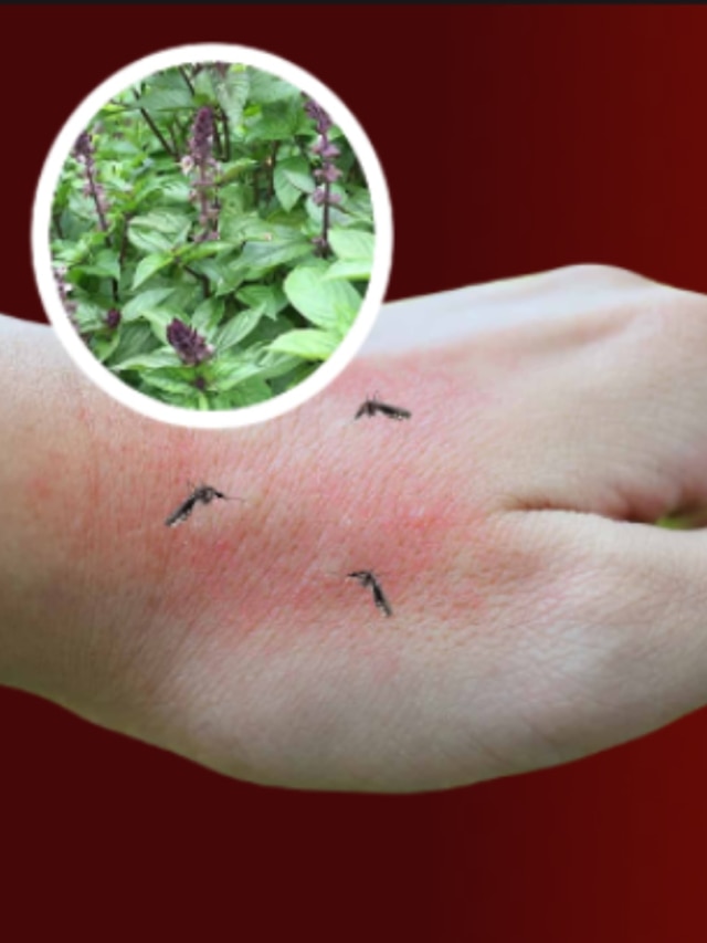 পকেটে রাখুন এই গাছের পাতা, কাছে ঘেঁষবে না মশা