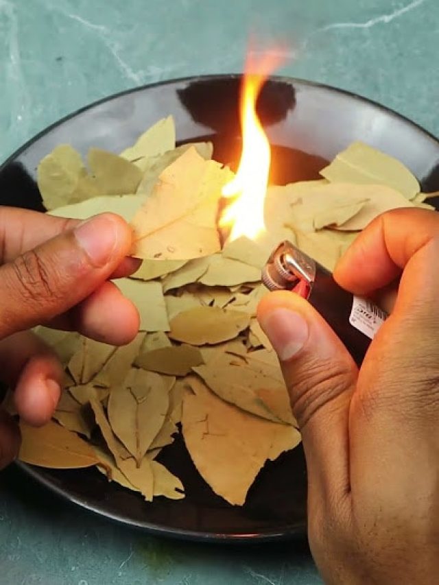 প্রতিদিন রাতে রান্নাঘরে পোড়ান একটা করে তেজপাতা, খেলা জমে যাবে