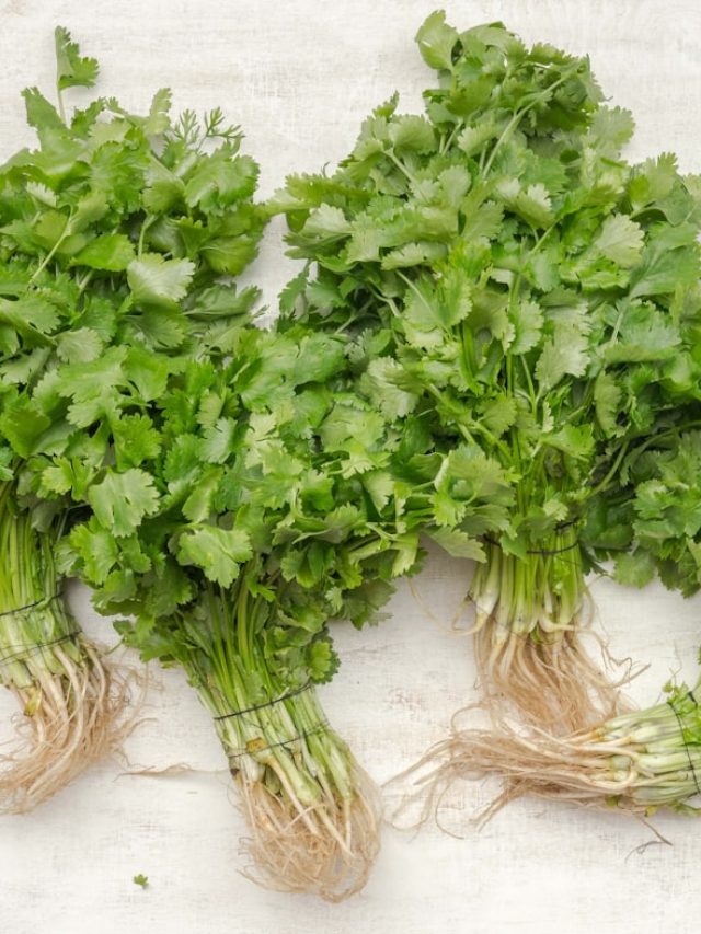 টানা এক মাস তাজা থাকবে ধনে পাতা, ফ্রিজে রাখুন এই ২ উপায়ে