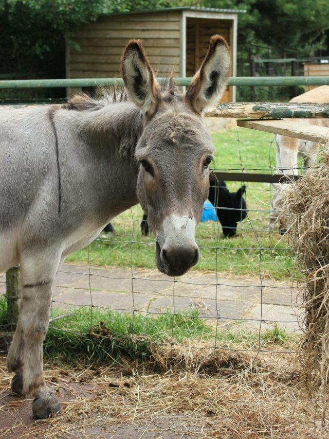 গাধার থেকে শিখুন এই ৫ গুণ, সাফল্য  ধরা দেবে হাতের মুঠোয়