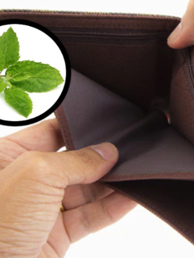 পার্সে এভাবে রাখুন তুলসী পাতা, টাকার অভাব দূর হবে: বাস্তু টোটকা