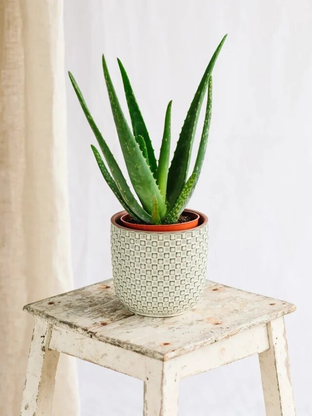 বাড়ির ঠিক এদিকে রাখুন অ্যালোভেরা গাছ, আপনারও গাড়ি-বাড়ি হবে