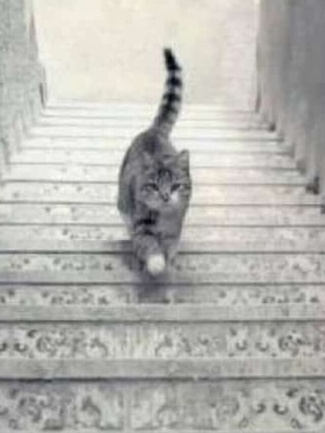 तस्वीर में बिल्ली ऊपर जा रही है या नीचे? जवाब खोलेगा आपकी पर्सनैलिटी के राज