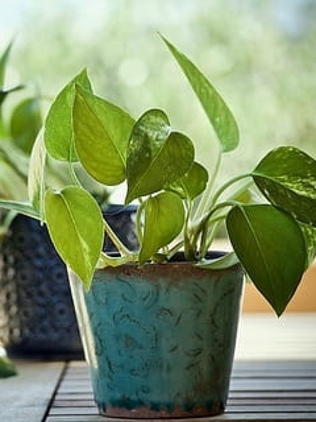 মরা ভাগ্য জেগে উঠবে, রাতারাতি বড়লোক হবেন, শুক্রের প্রিয় গাছ আনুন