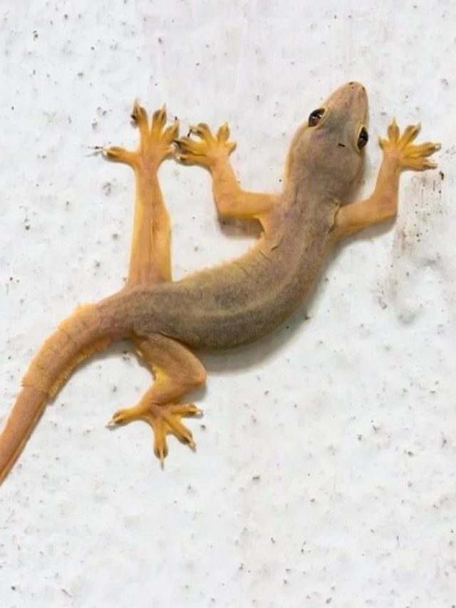 আপনাকে বড়লোক করবে পায়রা-টিকটিকি! অবিশ্বাস্য হলেও সত্যি