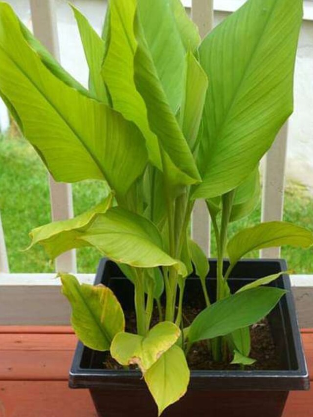 বৃহস্পতির প্রিয় এই গাছ, বাড়িতে রাখলেই সমৃদ্ধি-অর্থে ভরবেন