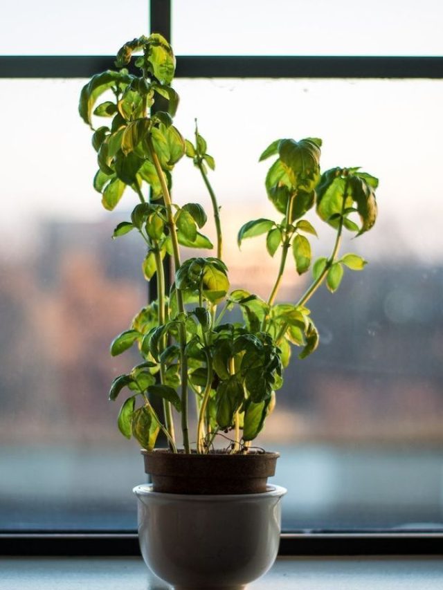 এমন তুলসী বাড়িতে রাখা অশুভ, তেড়ে আসবে বিপদ!