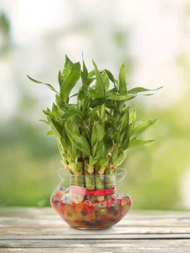 অর্থ খরচ-ঋণের বোঝায় 'ব্রেক' লাগবে, বাড়ির এদিকে রাখুন লাকি বাম্বু