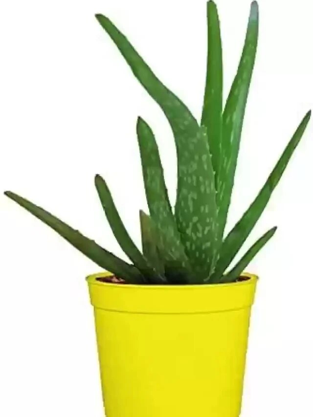 বাড়ির এই দিকে রাখুন অ্যালোভেরা গাছ, ফুলে ফেঁপে উঠবে ভাগ্য