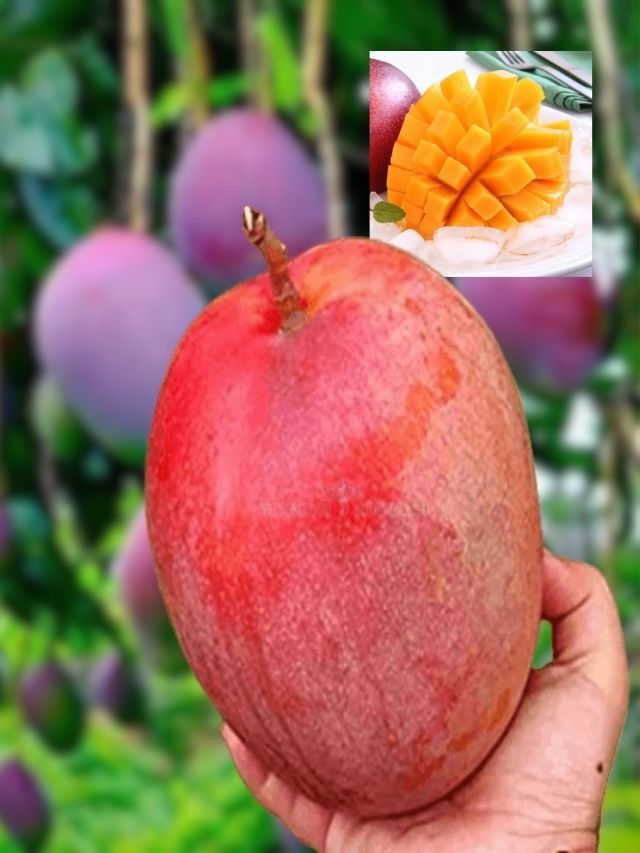 এটাই বিশ্বের সেরা আম, ১৫ হাজার টাকা একটার দাম