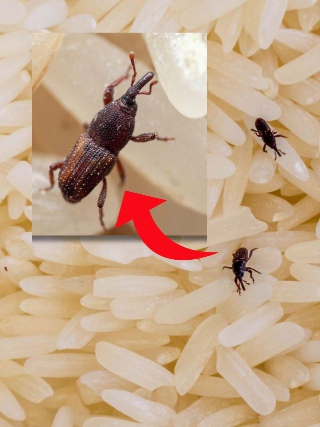 চালের ড্রামে পোকা তাড়াতে দিন এই একটি জিনিস, বর্ষায় থাকুন নিশ্চিন্ত