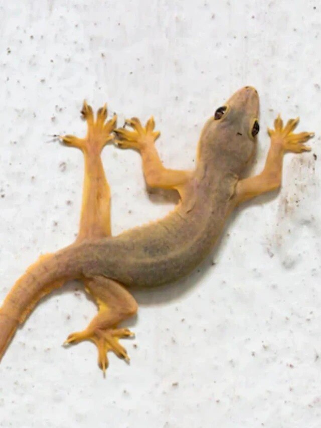 ঘরে থাকবে না একটাও টিকটিকি, সস্তা এই ডিভাইসেই হবে কামাল