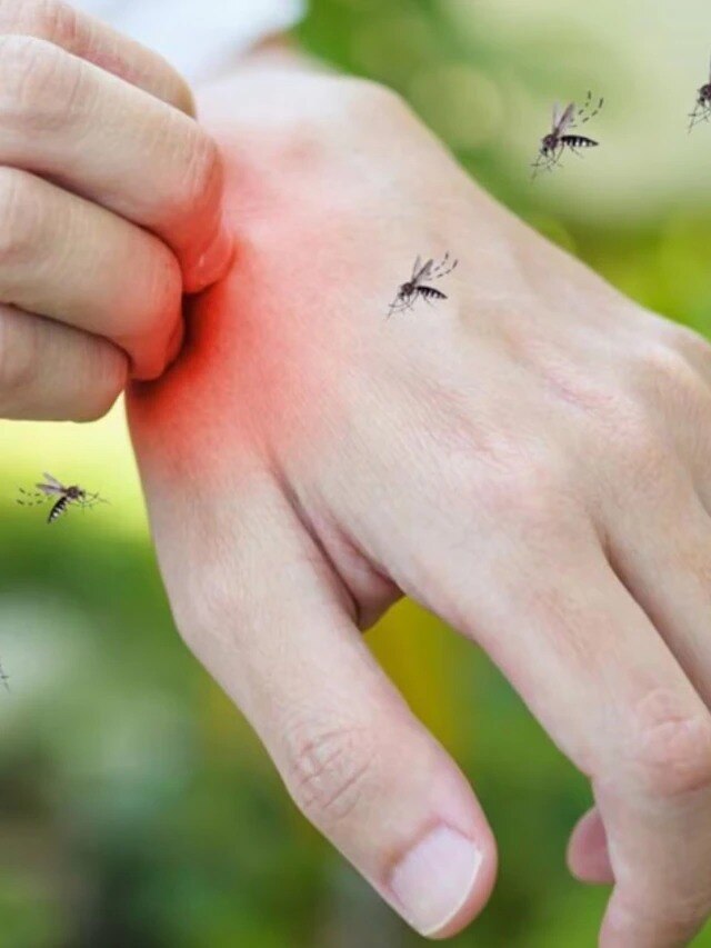 লাগবে না ক্ষতিকর কয়েল-ওয়েল, এভাবে তাড়ান মশা