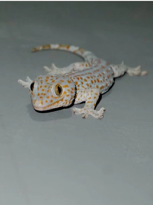 বাড়িতে টিকটিকি থাকা কি শুভ? বাস্তু বিশেষজ্ঞরা বলছেন...