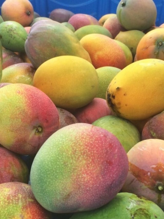 পাকা আম এভাবে রাখলে শীতকালেও খেতে পারবেন, রইল ট্রিকস