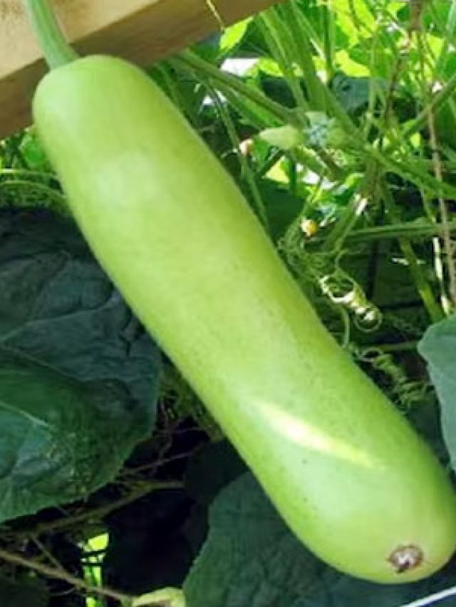 লাউজের বীজ খেয়ে ফেলেন? কী হচ্ছে জানুন