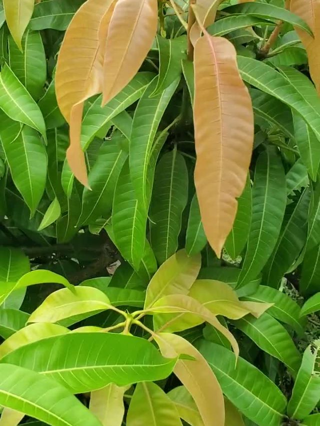 জীবনে টাকার অভাব হবে না, ঠিক জায়গায় রাখুন এই পাতা