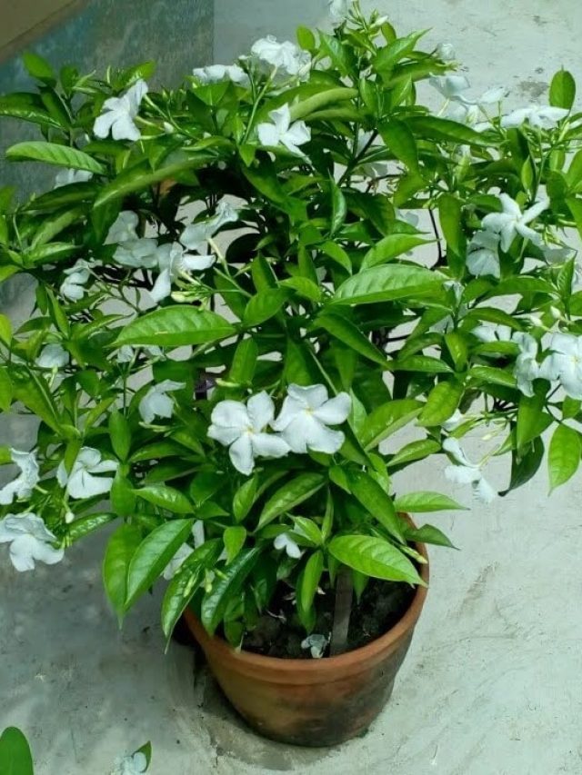 গাছে ফুল হবে থোকা থোকা, বাড়িতে জৈব সার বানান ENO দিয়েই