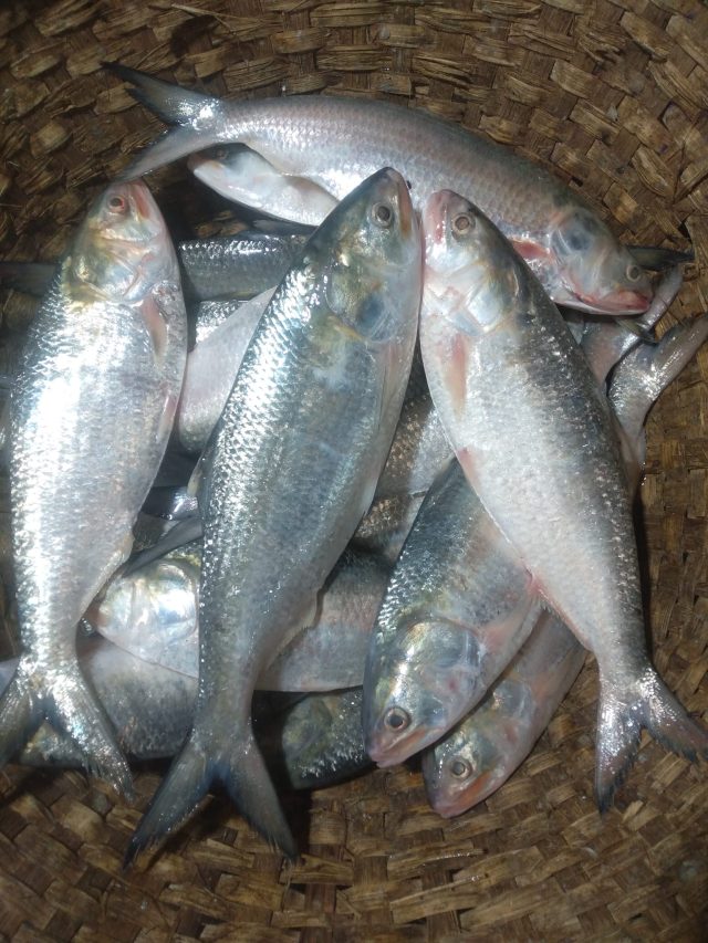 ডিমওয়ালা ইলিশ চিনবেন কীভাবে? রইল মাছওয়ালার টিপস