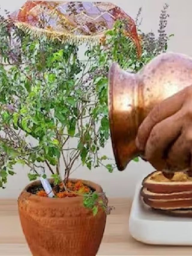 এই পাত্রে রোজ জল দিন তুলসীকে, খুলে যাবে উন্নতির পথ