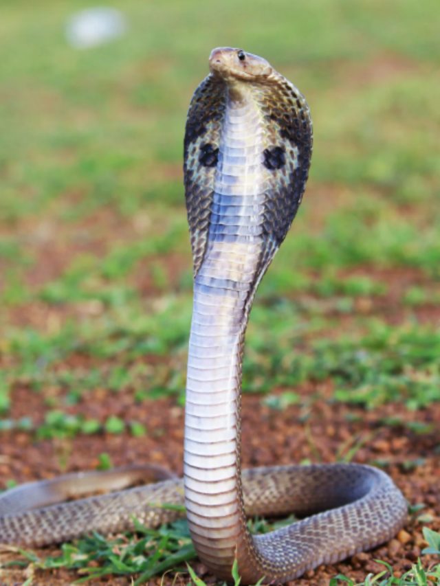 আশপাশে এই ৫ গাছ থাকলে বাড়িতে সাপ ঢুকবেই