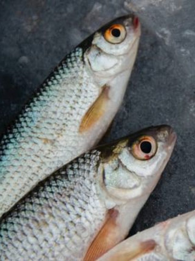 मछली पालन से घर बैठे कमाएं बढ़िया मुनाफा, जानें कैसे मिलेगा लाभ