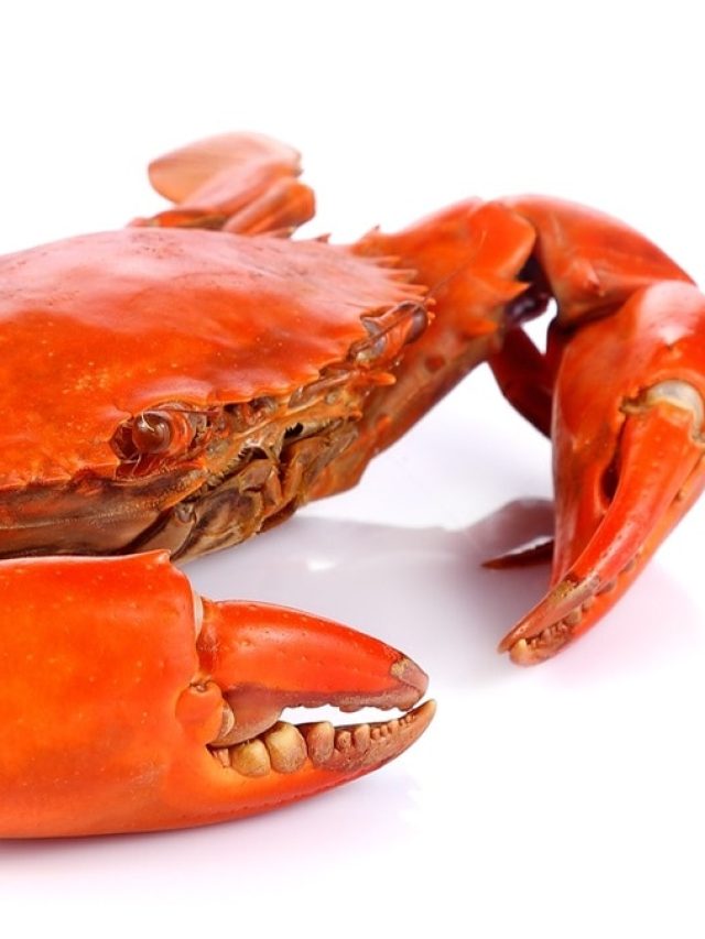 হাতে কামড় খাবেন না! রান্নার আগে এভাবে পরিষ্কার করুন কাঁকড়া