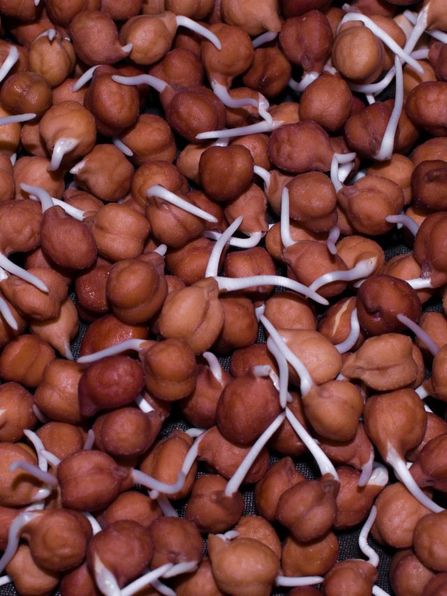 মাত্র ১ রাত ভিজিয়েই ছোলার কল বেরোবে, একদম সহজ ট্রিকস