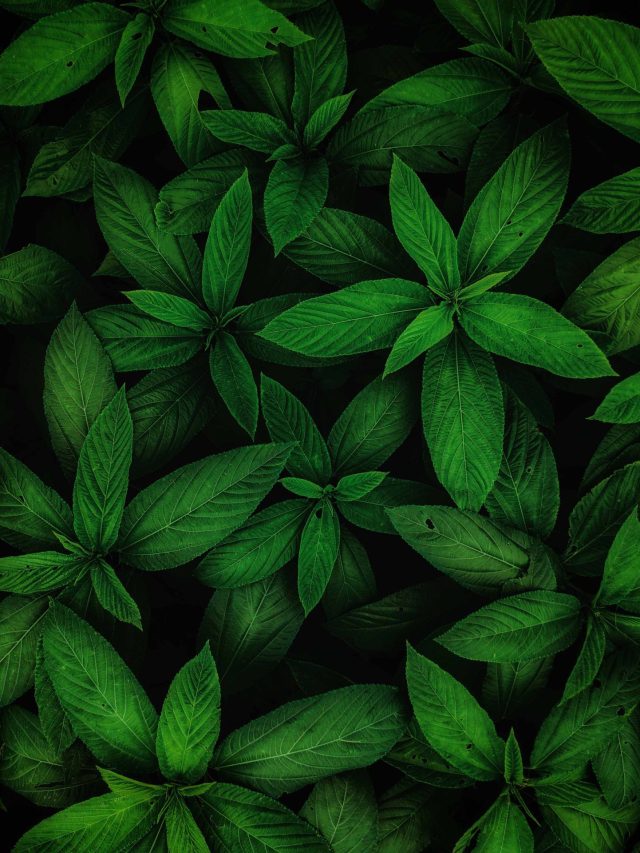 বুড়ো হলেও ফুলে ফেঁপে উঠবে পুরুষত্ব, খেতে হবে সস্তার এই শাক