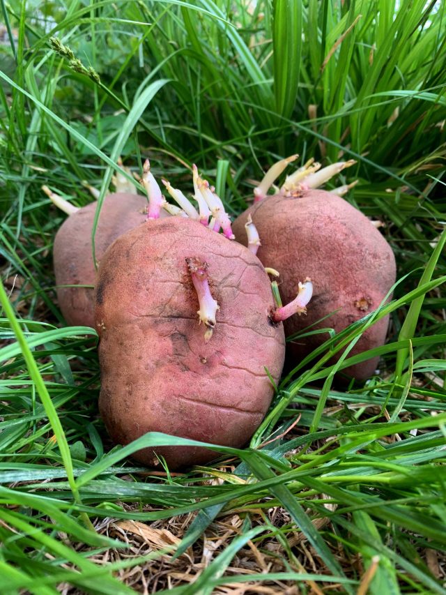 একবার কিনে একমাস খান, আলু-পেঁয়াজে অঙ্কুর বেরোবে না, স্টোরের টেকনিক