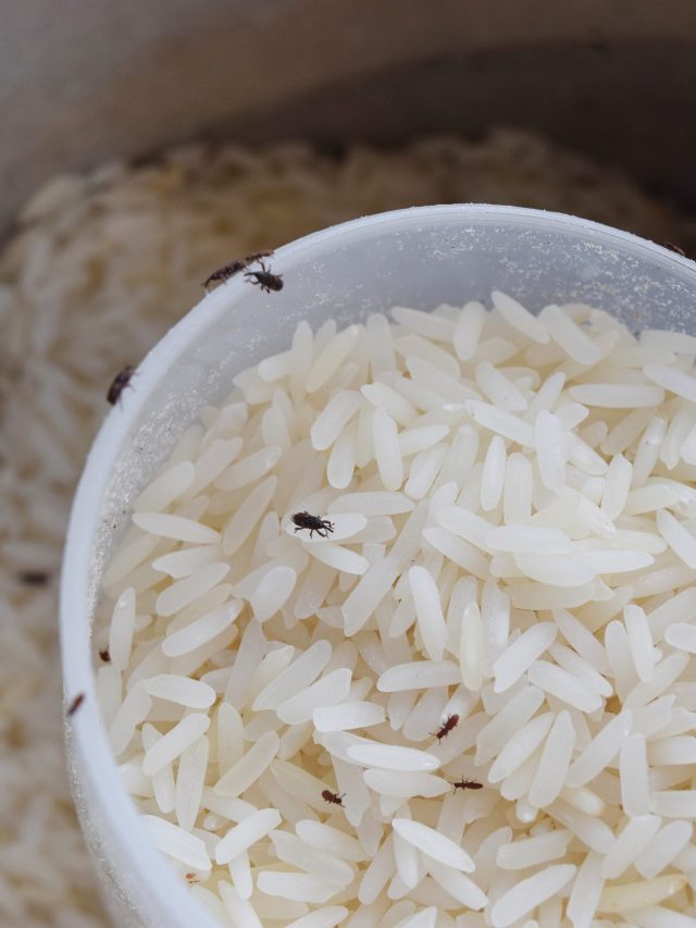 দেরাদুন-গোবিন্দভোগে একটা পোকাও ধরবে না, বছরভর স্টোর করুন; ৩ মশলার ট্রিকস