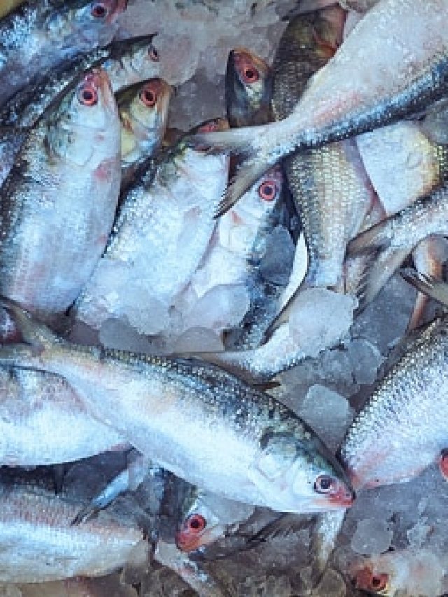 কত ওজনের ইলিশ মাছ হয় সবচেয়ে সুস্বাদু? মৎস্যজীবীর টিপস