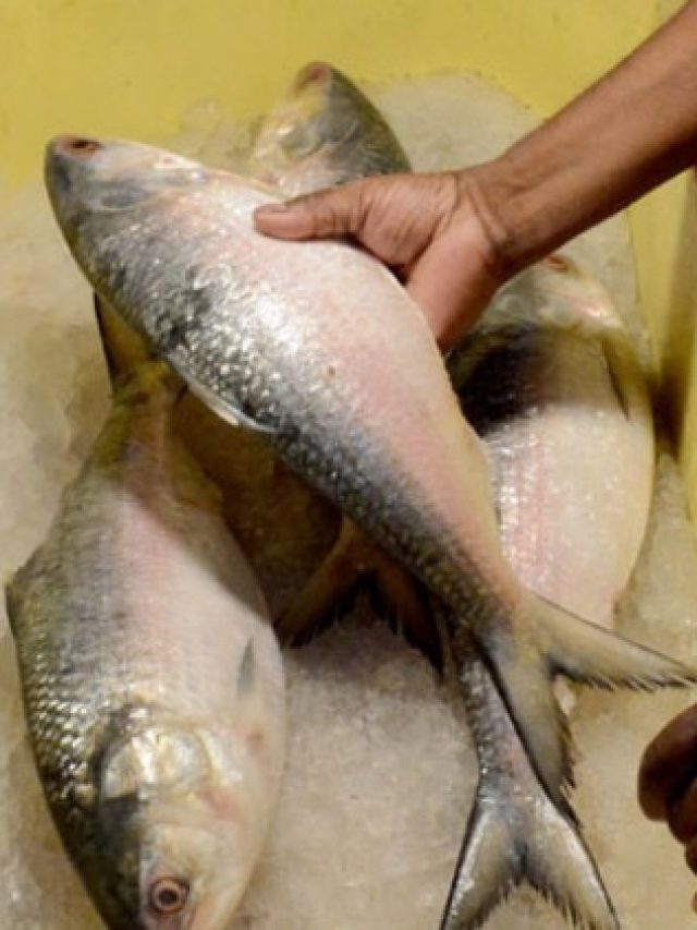 খাঁটি ইলিশে থাকে এই উপকার, জানলে চমকে যাবেন!