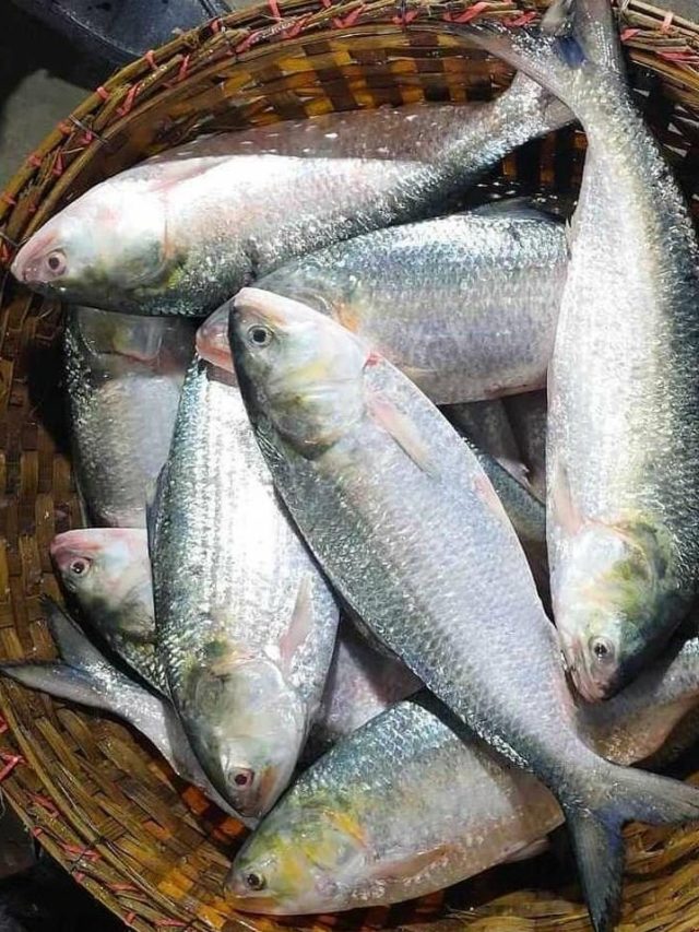 ডিম থাকলে টেস্টই নষ্ট, ভাল ইলিশ এভাবে চিনুন