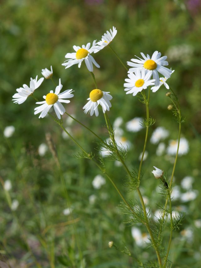মনমেজাজ খারাপ? ঘরে রাখুন এই ৪ ফুল, খেলা হবে