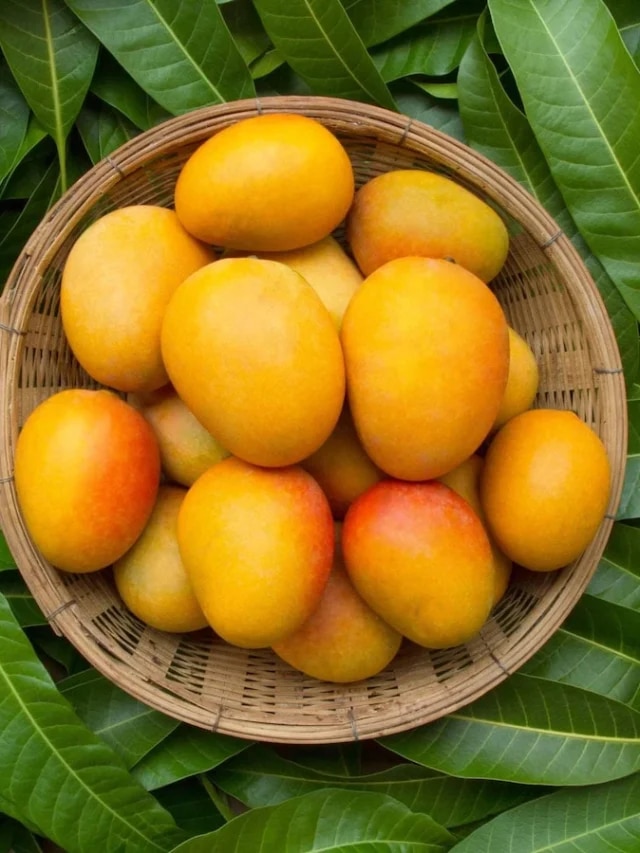 আম খেলে কি কেউ মোটা হয়? সেলিব্রিটি পুষ্টিবিদ জানালেন...