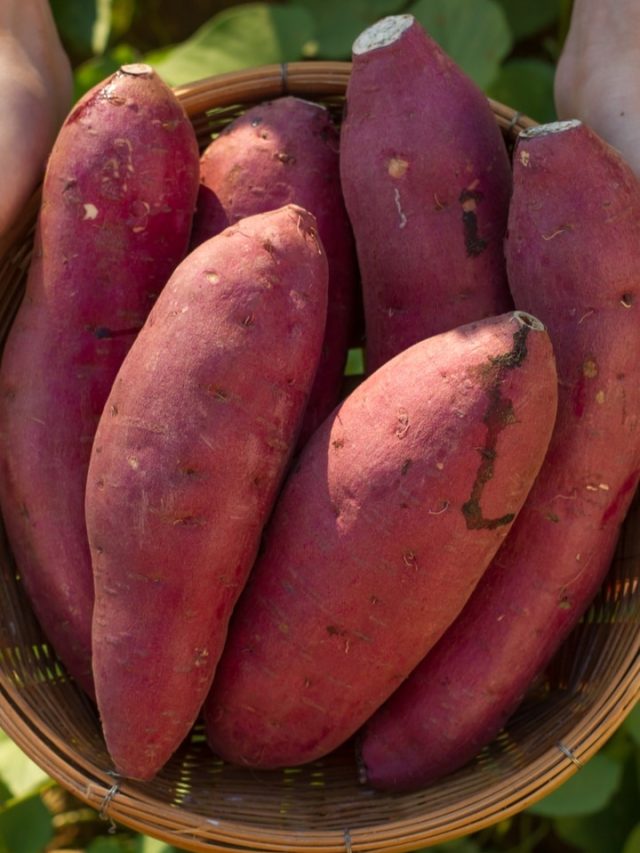 চলে গিয়েও ফিরে আসবে হারিয়ে যাওয়া বয়স, ত্বক ভাল রাখতে ভাব জমান রাঙালুর সঙ্গে