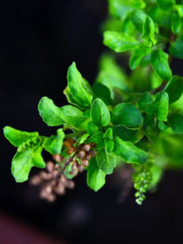 योगिनी एकादशी पर करें तुलसी के ये उपाय, मां लक्ष्मी कर देंगी धन-दौलत दोगुनी