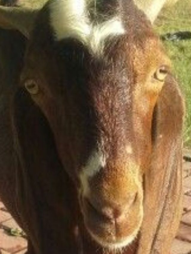 बकरी पालन से कमा सकते हैं बढ़िया मुनाफा, सिर्फ 10 हजार रुपये से शुरू करें बिजनेस