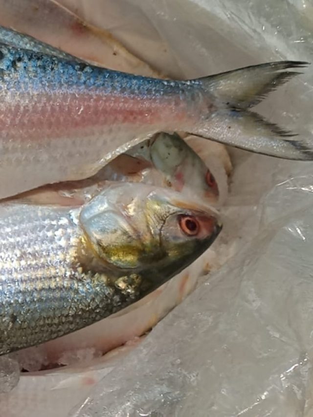 অবসাদের মোকাবিলা করতে কাজে লাগে ইলিশ! অবাক করা তথ্য