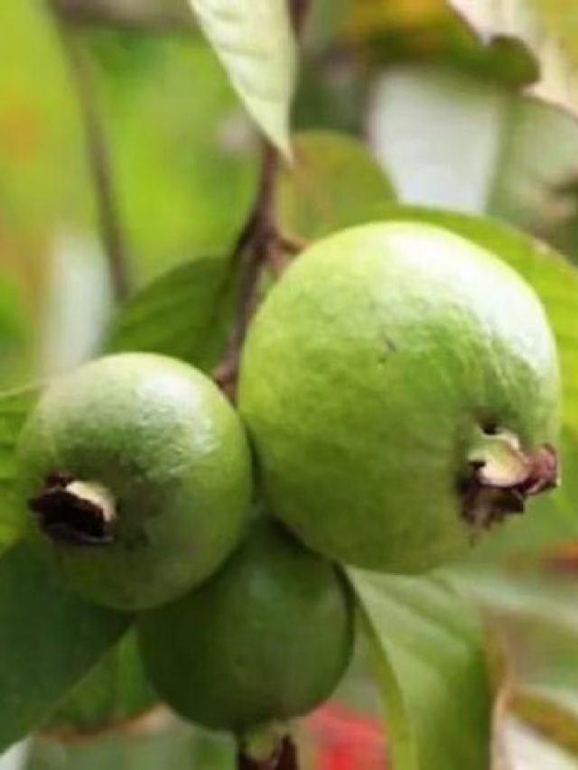 পেয়ারা পাতা জোগাড় করুন, সবাই আপনার দিকে তাকিয়ে থাকবে