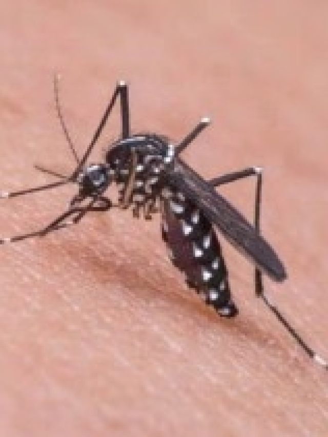 এই ফুল রেখে দিন ঘরে, বোঁ বোঁ করে পালাবে মশা-মাছি