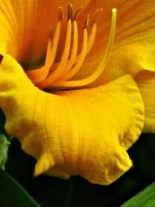 এই ফুল সেদ্ধ খান, বুড়ো হলেও চেহারা থাকবে শক্তপোক্ত